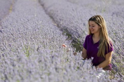Campos de Lavanda en Tiedra. 