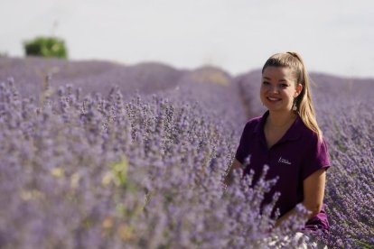 Campos de Lavanda en Tiedra. 