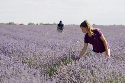 Campos de Lavanda en Tiedra. 
