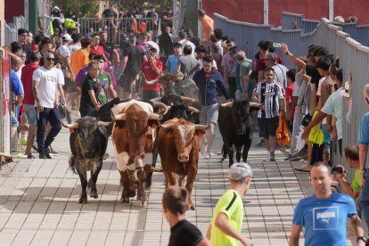 Encierro en La Cistérniga (Valladolid).
