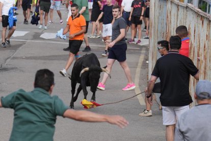 Encierro en La Cistérniga (Valladolid).