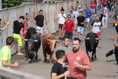 Encierro en La Cistérniga (Valladolid).
