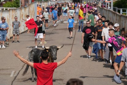 Encierro en La Cistérniga (Valladolid).