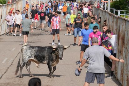 Encierro en La Cistérniga (Valladolid).