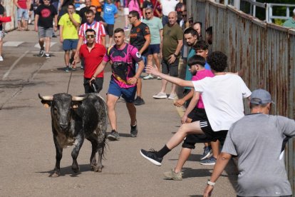 Encierro en La Cistérniga (Valladolid).