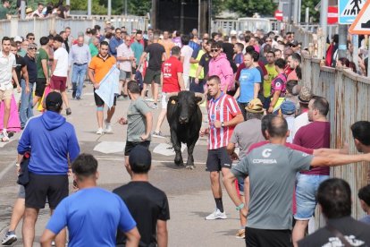 Encierro en La Cistérniga (Valladolid).