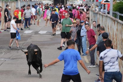Encierro en La Cistérniga (Valladolid).
