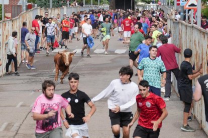 Encierro en La Cistérniga (Valladolid).
