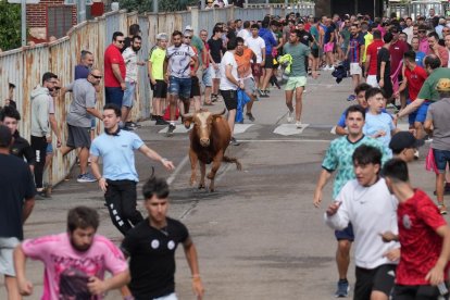 Encierro en La Cistérniga (Valladolid).