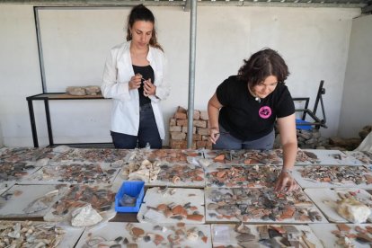Voluntarios trabajando en las excavaciones arqueológicas de Pintia en Valladolid.
