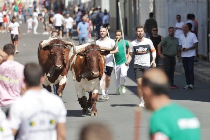 Encierro urbano con los novillos de Martín Lorca.