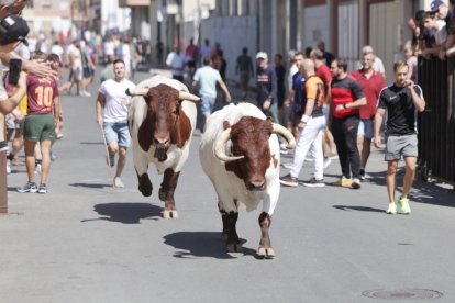 Encierro urbano con los novillos de Martín Lorca.