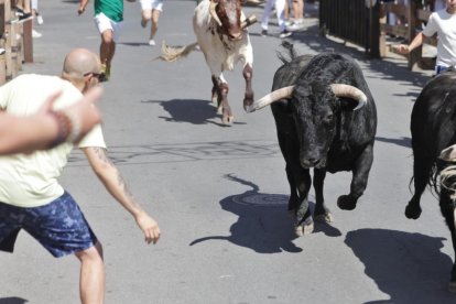 Encierro urbano con los novillos de Martín Lorca.