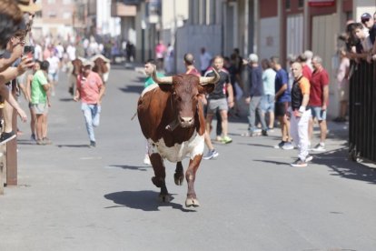 Encierro urbano con los novillos de Martín Lorca.