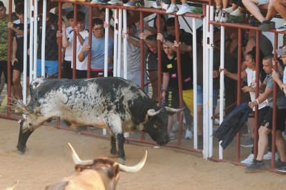 Toro bragado en la Plaza de Toros