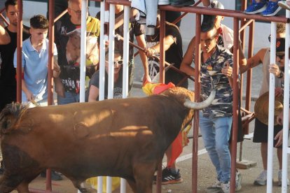Toro castaño en la Plaza de Toros