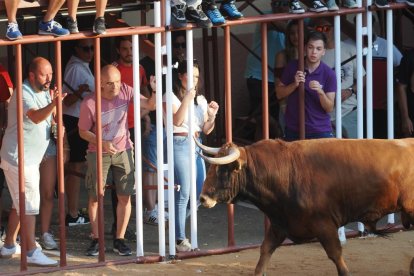 Toro castaño en la Plaza de Toros