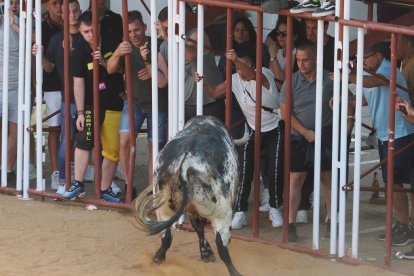 Toro bragado en la Plaza de Toros