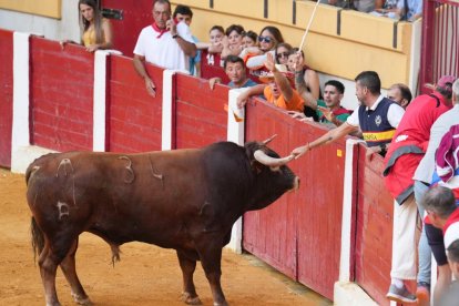 Astado saltando las tablas