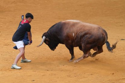 Toro castaño en la Plaza de Toros de Íscar