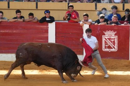 Toro castaño en la Plaza de Toros de Íscar