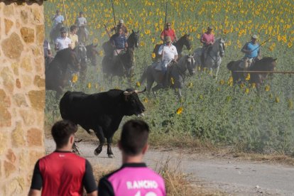 Encierro por el campo en Íscar