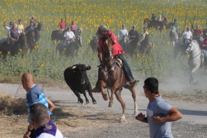 Encierro por el campo en Íscar