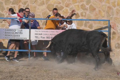 Encierro por el campo en Íscar