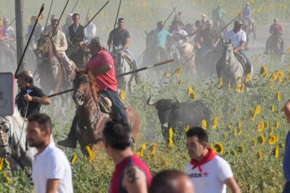 Encierro por el campo en Íscar