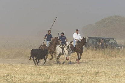 Último encierro por el campo de Íscar.