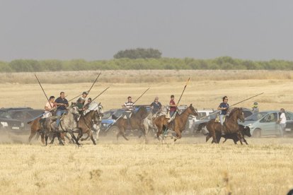 Último encierro por el campo de Íscar.