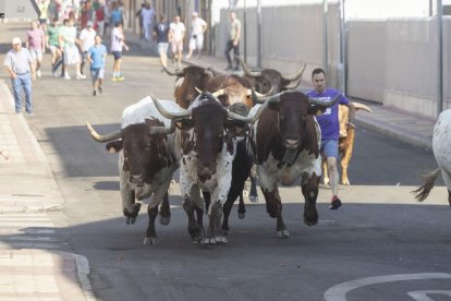 Último encierro por el campo de Íscar.