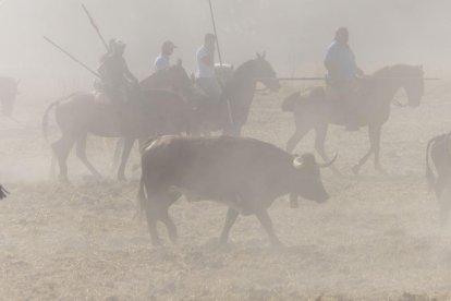 Último encierro por el campo de Íscar.