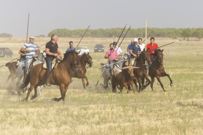 Último encierro por el campo de Íscar.