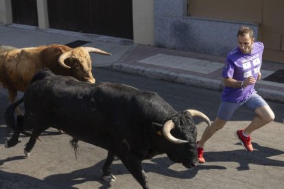 Último encierro por el campo de Íscar.