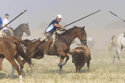 Último encierro por el campo de Íscar.