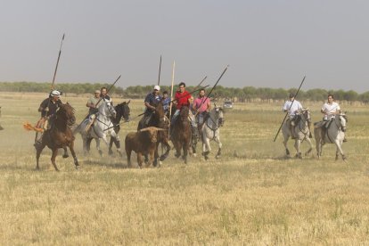 Último encierro por el campo de Íscar.