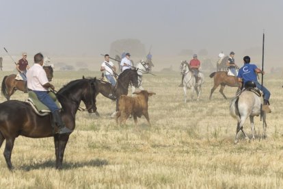 Último encierro por el campo de Íscar.