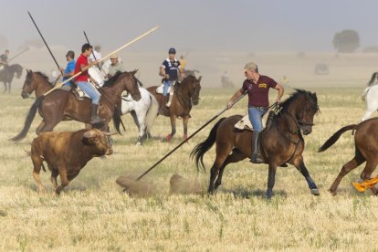 Último encierro por el campo de Íscar.