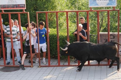 Accidentado encierro del toro del alba en Tudela: un ganadero sufre una ...