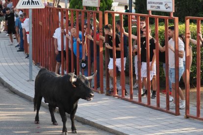 Accidentado encierro del toro del alba en Tudela: un ganadero sufre una ...