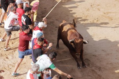 Imagen de la capea en Peñafiel