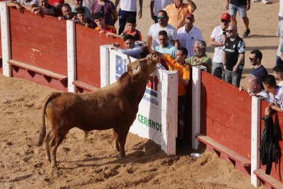 Imagen de la capea en Peñafiel