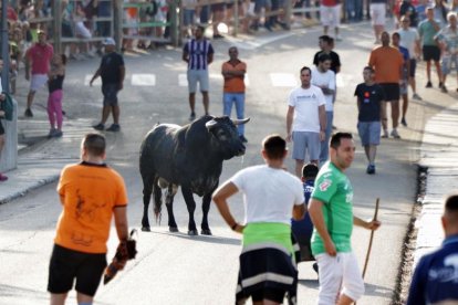 Imagen del encierro del Toro de San Roque en Tudela