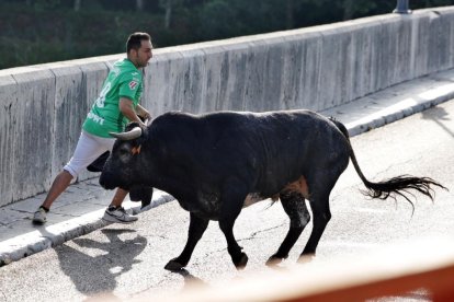 Imagen del encierro del Toro de San Roque en Tudela