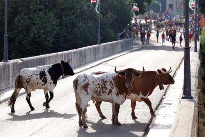 Imagen del encierro del Toro de San Roque en Tudela