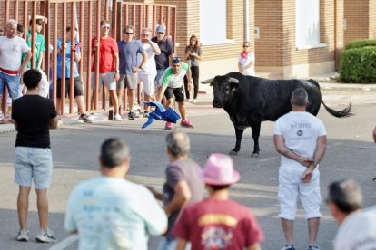 Imagen del encierro del Toro de San Roque en Tudela
