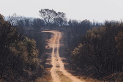 Efectos del incendio de Molezuelas