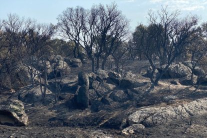 Efectos del incendio de Molezuelas