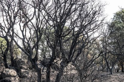 Efectos del incendio de Molezuelas